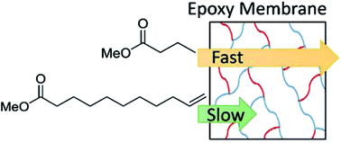 Graphical abstract: Separation of saturated fatty acids and fatty acid methyl esters with epoxy nanofiltration membranes