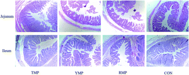 Graphical abstract: Modulation of intestine development by fecal microbiota transplantation in suckling pigs