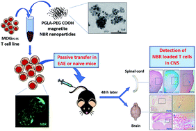 Graphical abstract: Myelin-specific T cells carry and release magnetite PGLA–PEG COOH nanoparticles in the mouse central nervous system