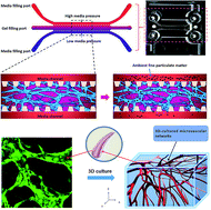 Graphical abstract: Functional human 3D microvascular networks on a chip to study the procoagulant effects of ambient fine particulate matter