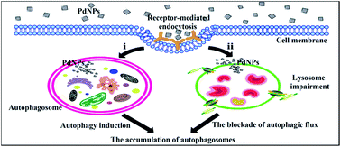 Graphical abstract: Palladium nanoparticles induce autophagy and autophagic flux blockade in Hela cells