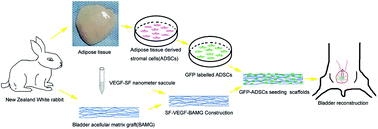 Graphical abstract: The enhanced angiogenesis effect of VEGF-silk fibroin nanospheres-BAMG scaffold composited with adipose derived stem cells in a rabbit model