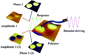 Graphical abstract: Interfacial interaction and enhanced image contrasts in higher mode and bimodal mode atomic force microscopy