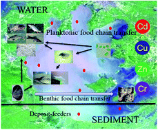 Graphical abstract: Trophic transfer of Cu, Zn, Cd, and Cr, and biomarker response for food webs in Taihu Lake, China