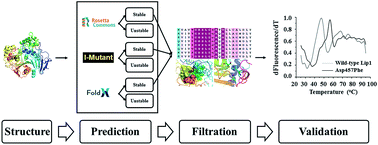 Graphical abstract: Identification of a hot-spot to enhance Candida rugosa lipase thermostability by rational design methods