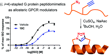 Graphical abstract: Gs protein peptidomimetics as allosteric modulators of the β2-adrenergic receptor