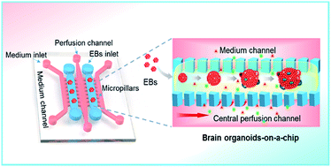 Graphical abstract: Engineering stem cell-derived 3D brain organoids in a perfusable organ-on-a-chip system