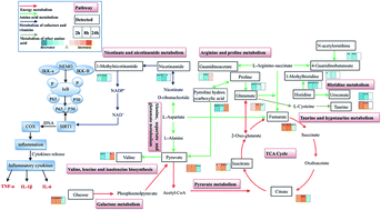 Graphical abstract: Holistic and dynamic metabolic alterations of traditional Chinese medicine syndrome in a toxic heat and blood stasis syndrome rat model