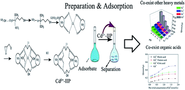 Graphical abstract: Adsorption of Cd2+ by an ion-imprinted thiol-functionalized polymer in competition with heavy metal ions and organic acids