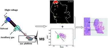 Graphical abstract: Differential diagnosis of human lung tumors using surface desorption atmospheric pressure chemical ionization imaging mass spectrometry