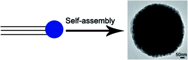 Graphical abstract: Terminal aspartic acids promote the self-assembly of collagen mimic peptides into nanospheres