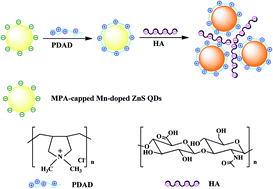 Graphical abstract: “Turn on” room-temperature phosphorescent biosensors for detection of hyaluronic acid based on manganese-doped ZnS quantum dots