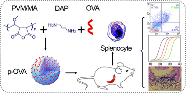 Graphical abstract: Poly(anhydride) nanoparticles act as effective adjuvants to elicit a persistent immune response