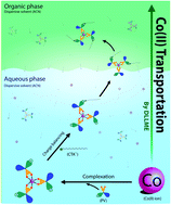 Graphical abstract: Vortex-assisted low density solvent and surfactant based dispersive liquid–liquid microextraction for sensitive spectrophotometric determination of cobalt