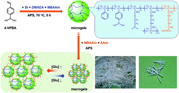 Graphical abstract: Synthesis of polymer macrogels with rapid and significant response to glucose concentration changes