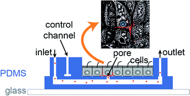 Graphical abstract: A microfluidic biochip for locally confined stimulation of cells within an epithelial monolayer