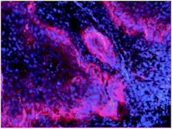 Graphical abstract: Bio-conjugation of graphene quantum dots for targeting imaging