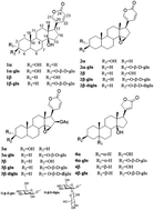 Graphical abstract: Probing the stereoselectivity of OleD-catalyzed glycosylation of cardiotonic steroids