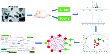Graphical abstract: Metabonomic strategy for the detection of metabolic effects of probiotics combined with prebiotic supplementation in weaned rats