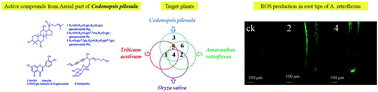 Graphical abstract: Bio-guided isolation of plant growth regulators from allelopathic plant-Codonopsis pilosula: phyto-selective activities and mechanisms