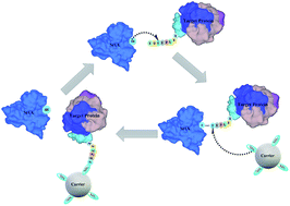 Graphical abstract: One-step purification and oriented attachment of protein A on silica and graphene oxide nanoparticles using sortase-mediated immobilization