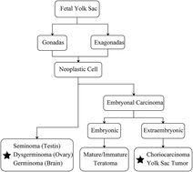 Graphical abstract: Long non-coding RNA expression profiles predict clinical phenotypes of seminoma and yolk sac tumor