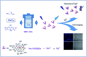 Graphical abstract: Manganese(ii) enhanced fluorescent nitrogen-doped graphene quantum dots: a facile and efficient synthesis and their applications for bioimaging and detection of Hg2+ ions
