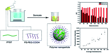 Graphical abstract: Size-dependent optical properties of conjugated polymer nanoparticles