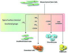 Graphical abstract: Driving mesenchymal stem cell differentiation from self-assembled monolayers
