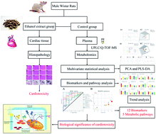 Graphical abstract: Plasma metabolic profiling analysis of Cortex Periplocae-induced cardiotoxicity based on UPLC/Q-TOF-MS