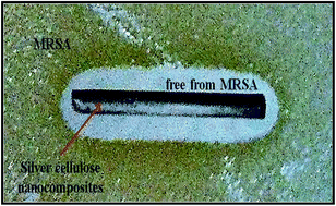 Graphical abstract: Synthesis and antimicrobial effects of highly dispersed, cellulose-stabilized silver/cellulose nanocomposites