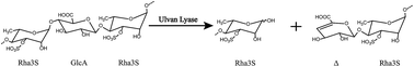 Graphical abstract: Biochemical characterization of a novel ulvan lyase from Pseudoalteromonas sp. strain PLSV