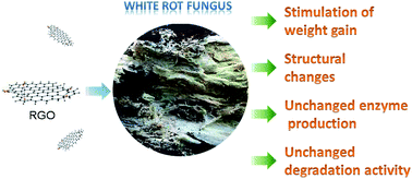 Graphical abstract: Influence of reduced graphene oxide on the growth, structure and decomposition activity of white-rot fungus Phanerochaete chrysosporium