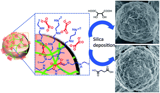 Graphical abstract: Biomimetic silica deposition promoted by sub-5 μm complexes of dicarboxylic acids/polyethyleneimine microballs: a new approach to tuning silica structures using messenger-like dicarboxylic acids
