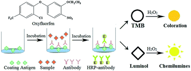 Graphical abstract: Development of immunoassays for detecting oxyfluorfen residue in agricultural and environmental samples