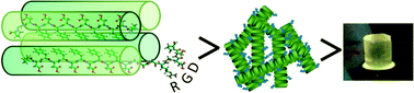 Graphical abstract: RGD-presenting peptides in amphiphilic and anionic β-sheet hydrogels for improved interactions with cells