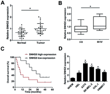 Graphical abstract: Retracted Article: SNHG5 promotes proliferation and induces apoptosis in melanoma by sponging miR-155