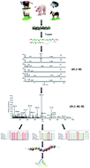 Graphical abstract: A rapid and simple UPLC-MS/MS method using collagen marker peptides for identification of porcine gelatin