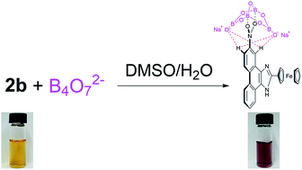 Graphical abstract: The first colorimetric receptor for the B4O72− anion based on nitro substituted phenanthroimidazole ferrocene derivatives