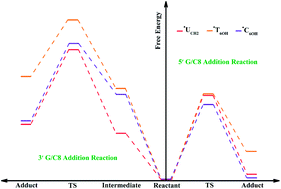 Graphical abstract: Mechanism studies of addition reactions between the pyrimidine type radicals and their 3′/5′ neighboring deoxyguanosines