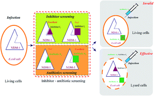 Graphical abstract: Semi-rational screening of the inhibitors and β-lactam antibiotics against the New Delhi metallo-β-lactamase 1 (NDM-1) producing E. coli