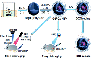 Graphical abstract: Short-wave near-infrared emissive GdPO4:Nd3+ theranostic probe for in vivo bioimaging beyond 1300 nm