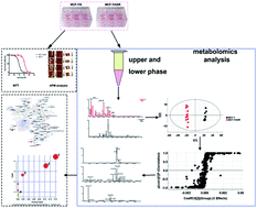Graphical abstract: Metabolomics analysis of multidrug-resistant breast cancer cells in vitro using methyl-tert-butyl ether method