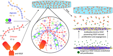 Graphical abstract: Sustained delivery of anti-VEGF from injectable hydrogel systems provides a prolonged decrease of endothelial cell proliferation and angiogenesis in vitro