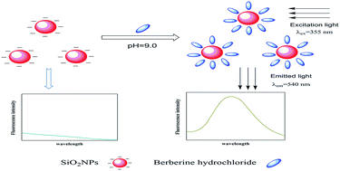 Graphical abstract: Determination of berberine hydrochloride using a fluorimetric method with silica nanoparticles as a probe