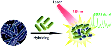 Graphical abstract: Label-free identification carbapenem-resistant Escherichia coli based on surface-enhanced resonance Raman scattering