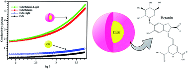 Graphical abstract: Enhanced photoconductivity in CdS/betanin composite nanostructures