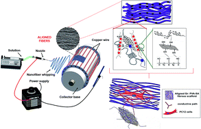 Graphical abstract: Anisotropic architecture and electrical stimulation enhance neuron cell behaviour on a tough graphene embedded PVA: alginate fibrous scaffold