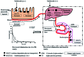 Graphical abstract: Cytosolic β-glucosidase inhibition and renal blood flow suppression are leading causes for the enhanced systemic exposure of salidroside in hypoxic rats