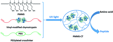 Graphical abstract: Thiol–ene photoimmobilization of chymotrypsin on polysiloxane gels for enzymatic peptide synthesis